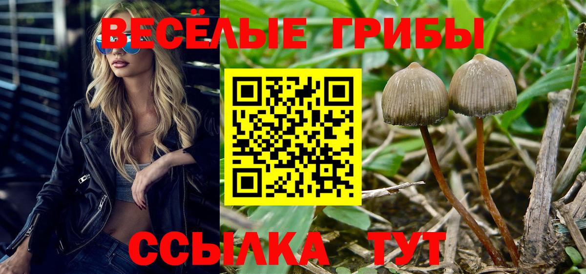 Галлюциногенные грибы Cubensis Хасавюрт